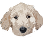 Top Florida Goldendoodle Breeder, Ethical Breeder, Health Tested Golden Doodle